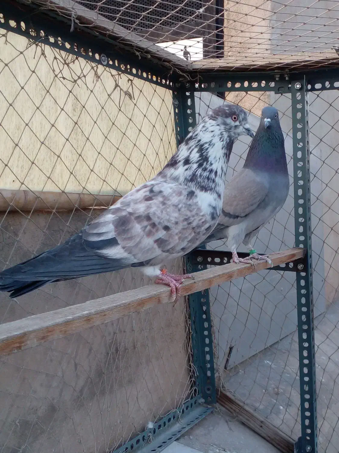 یک جفت کفتر بعداز ظهری|پرنده|تهران, هلال احمر|دیوار