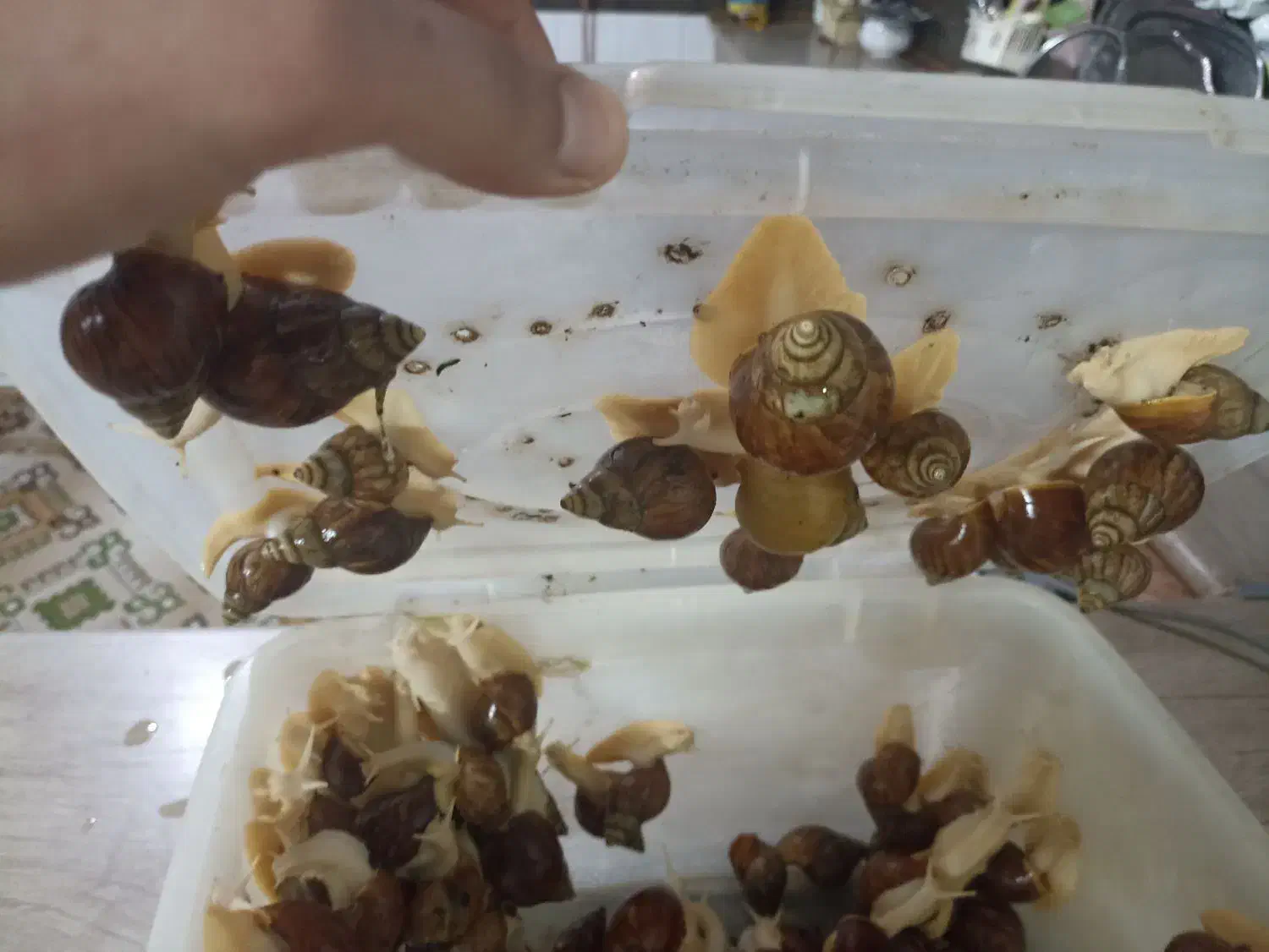 حلزون|خزنده|مشهد, ایثارگران|دیوار