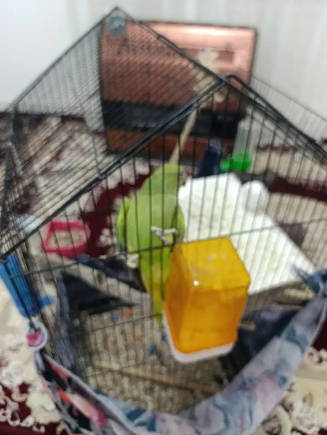 طوطی ملنگو|پرنده|طبس, |دیوار