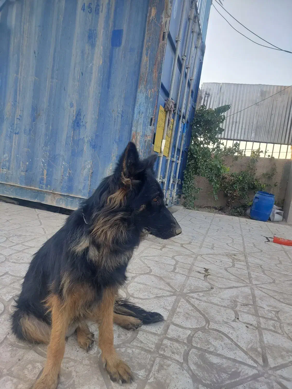 معاوضه ژرمن ماده|سگ|صباشهر, |دیوار