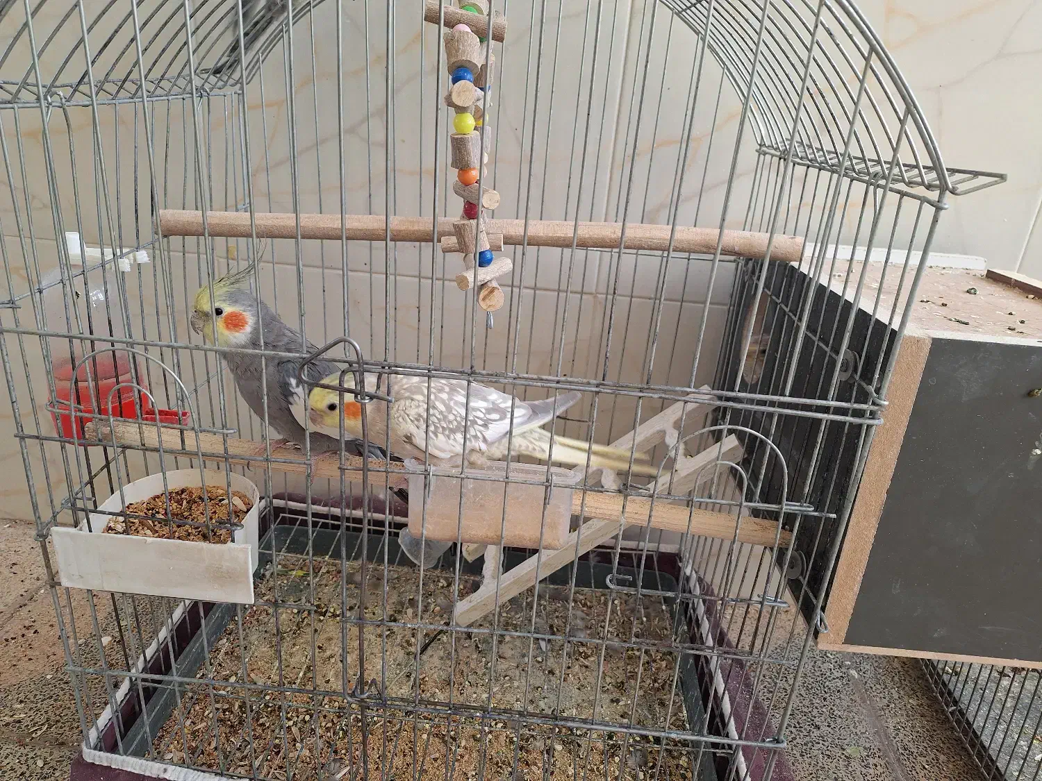 عروس هلندی|پرنده|مهریز, |دیوار