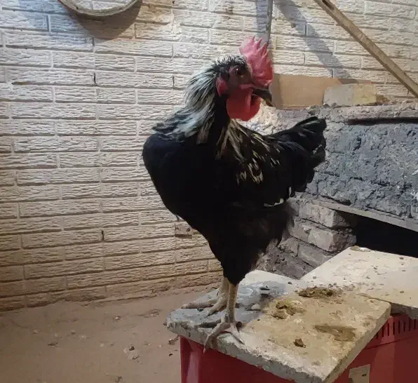 خروس مشکی|حیوانات مزرعه|رباط‌کریم, حصار مهتر|دیوار