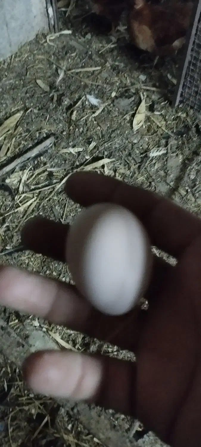 تخم بوقلمون و مرغ|حیوانات مزرعه|بندرعباس, |دیوار