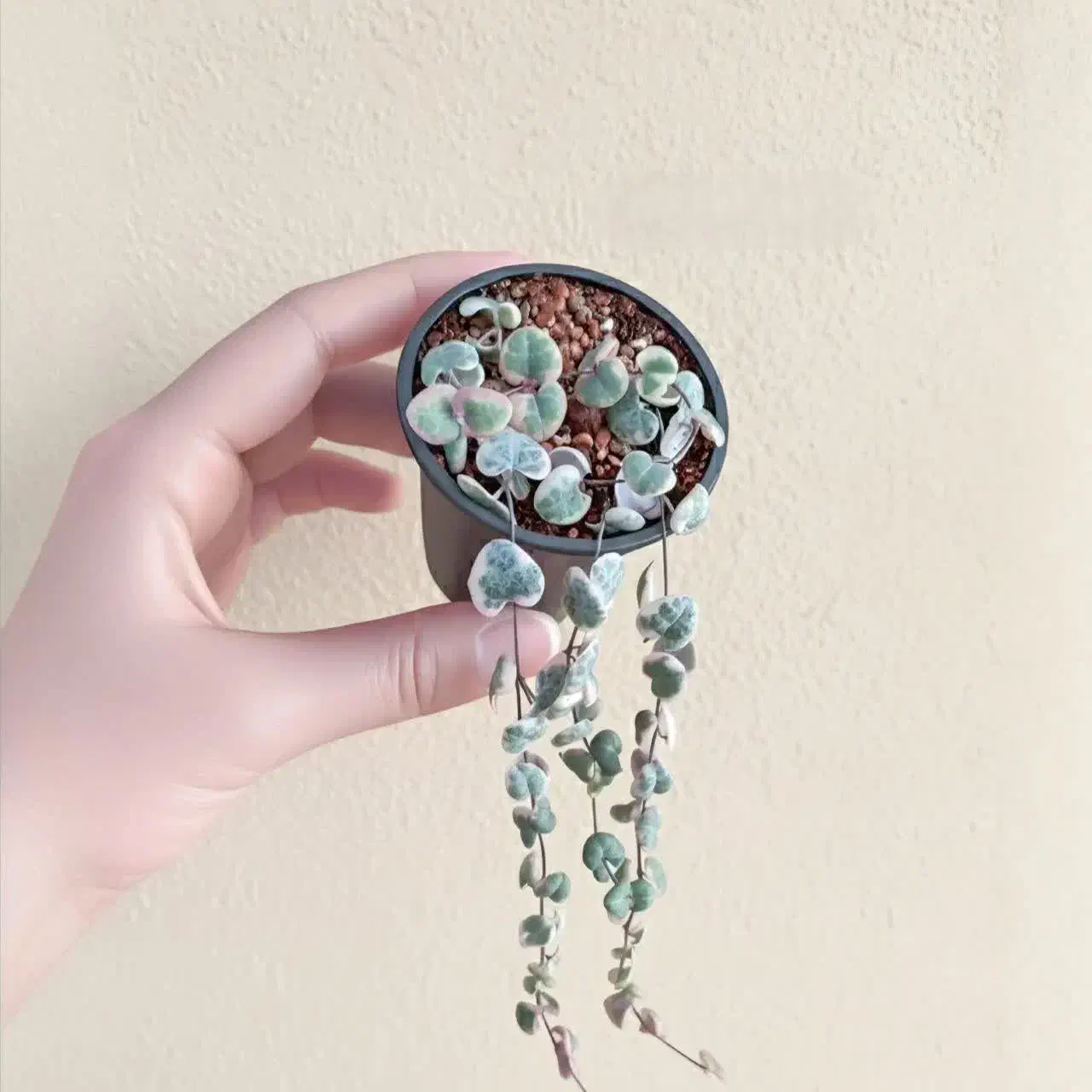 گل و گیاه آپارتمانی|گل و گیاه طبیعی|گناباد, |دیوار