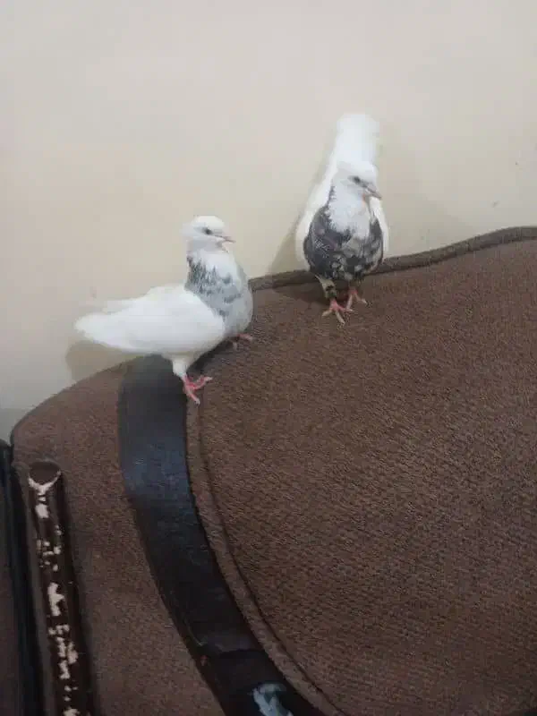 علی|حراج|شادگان, |دیوار