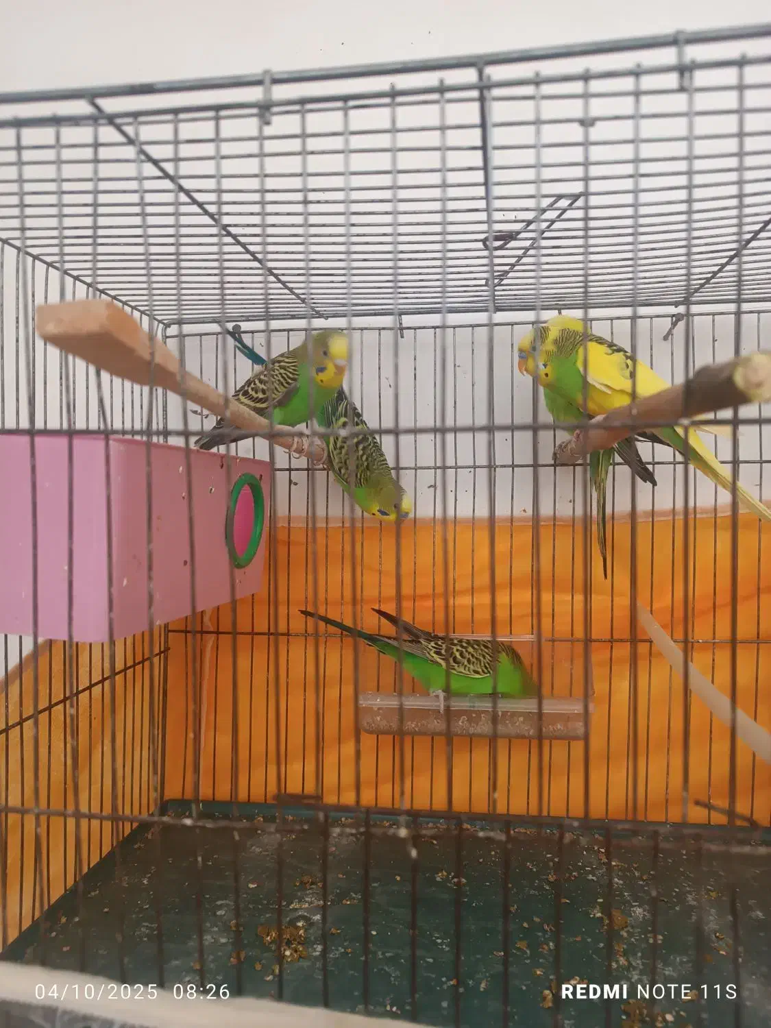 مرغ عشق خانوادگی|پرنده|مشگین شهر, |دیوار