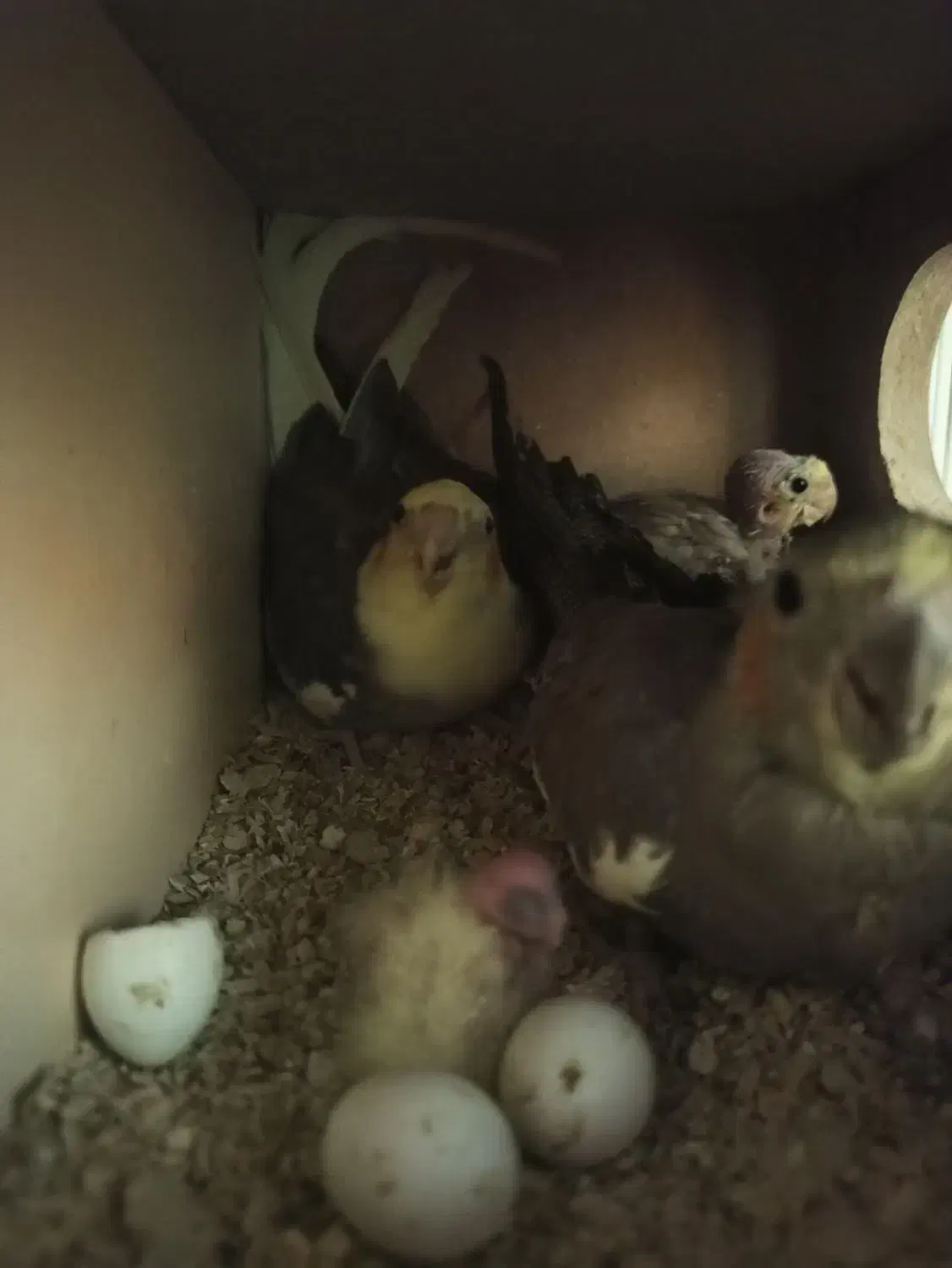 فروش عروس هلندی بالغ با جوجه|پرنده|دلگان, |دیوار