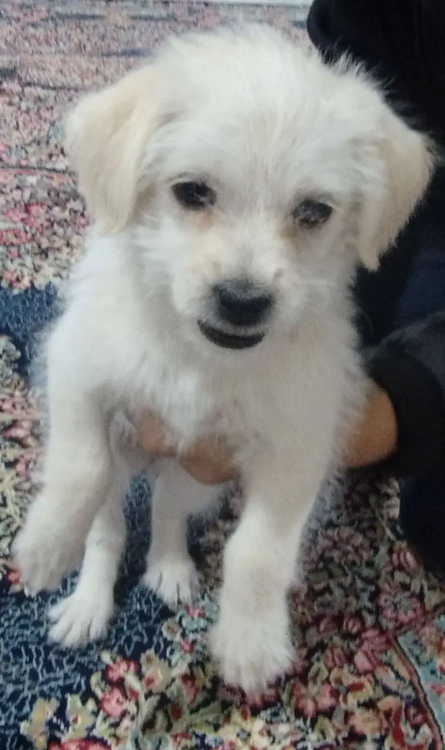 سگ پاکوتاه|سگ|مشهد, طلاب|دیوار