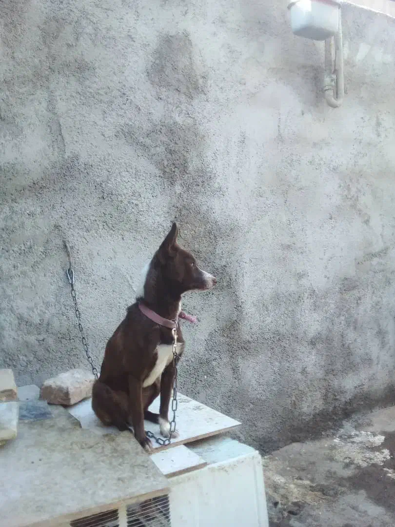 سگ پاکوتاه|سگ|خرمآباد, |دیوار