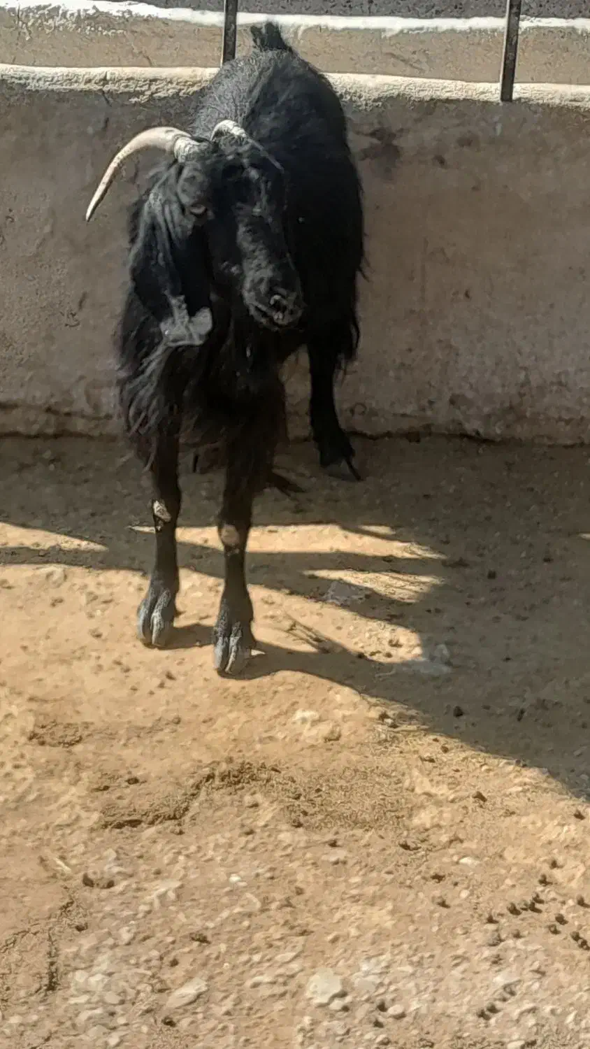 گیسه کولار چبش و بز جوان وبره سبک ۲۰کیلویی|حیوانات مزرعه|مرودشت, ده بید|دیوار