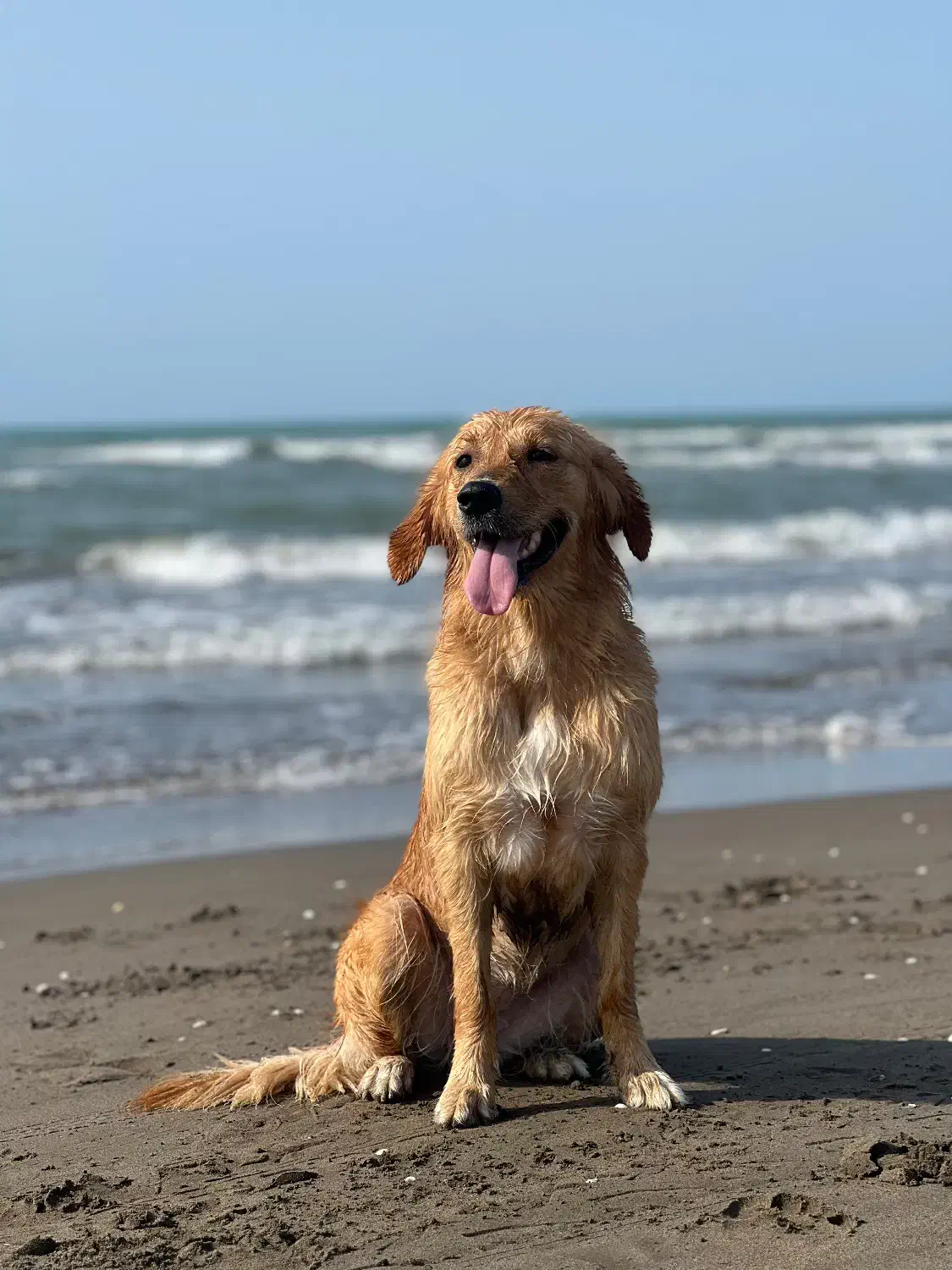 سگ گلدن ماده|سگ|محمودآباد, |دیوار