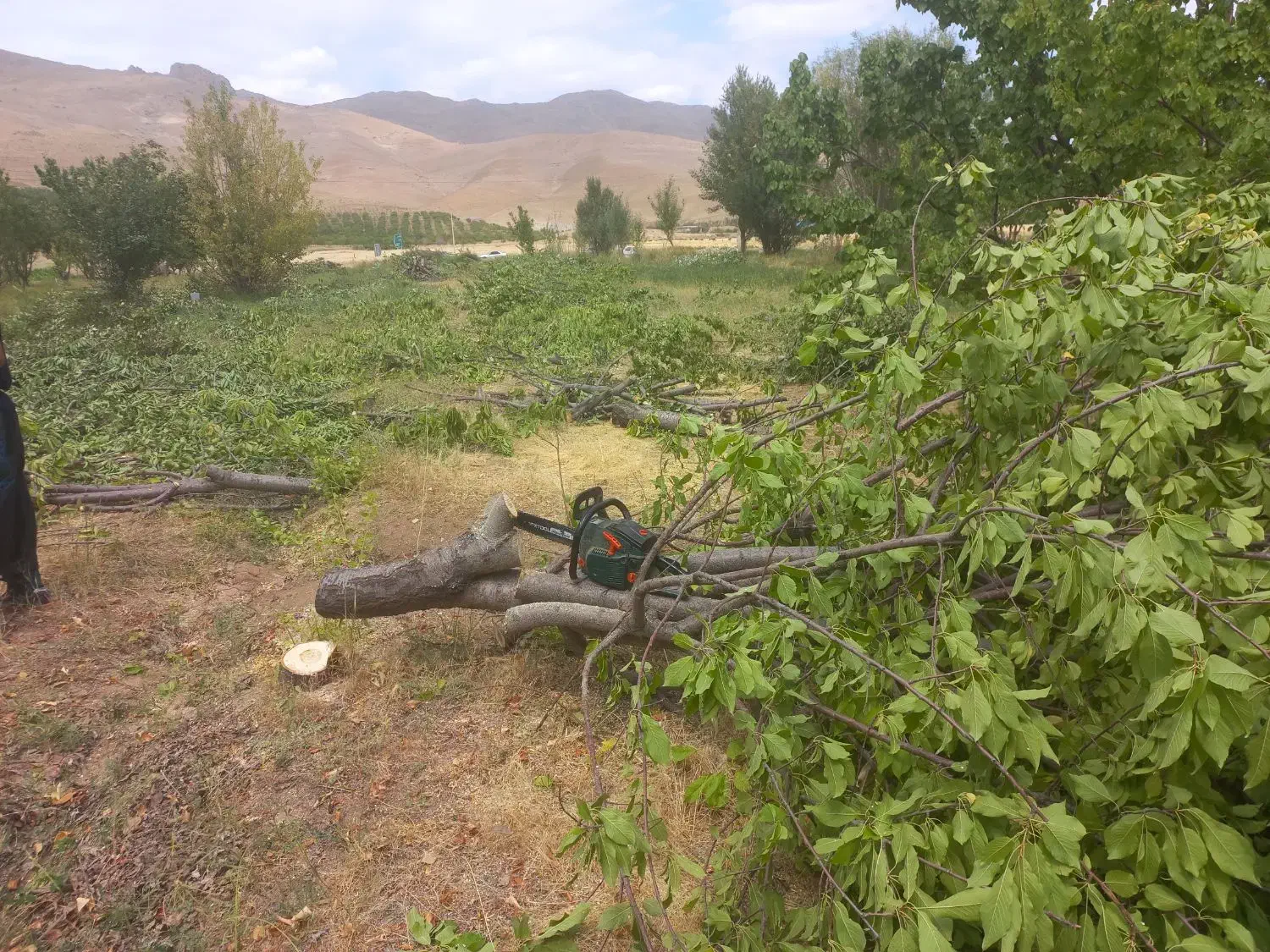 سلام خریدار چوب درخت میوه|خدمات باغبانی و درختکاری|فارسان, |دیوار