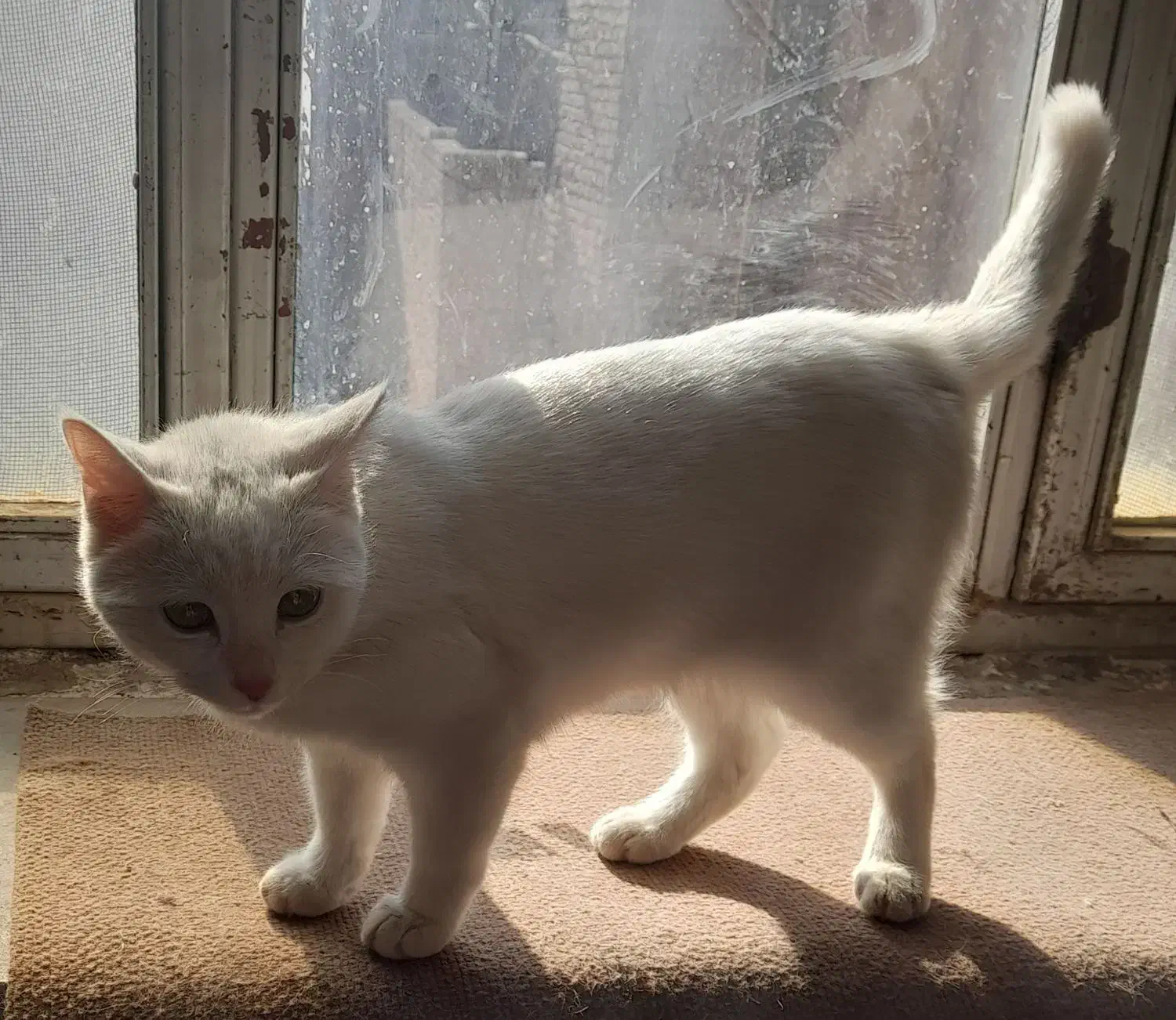 گربه|گربه|زرند, |دیوار