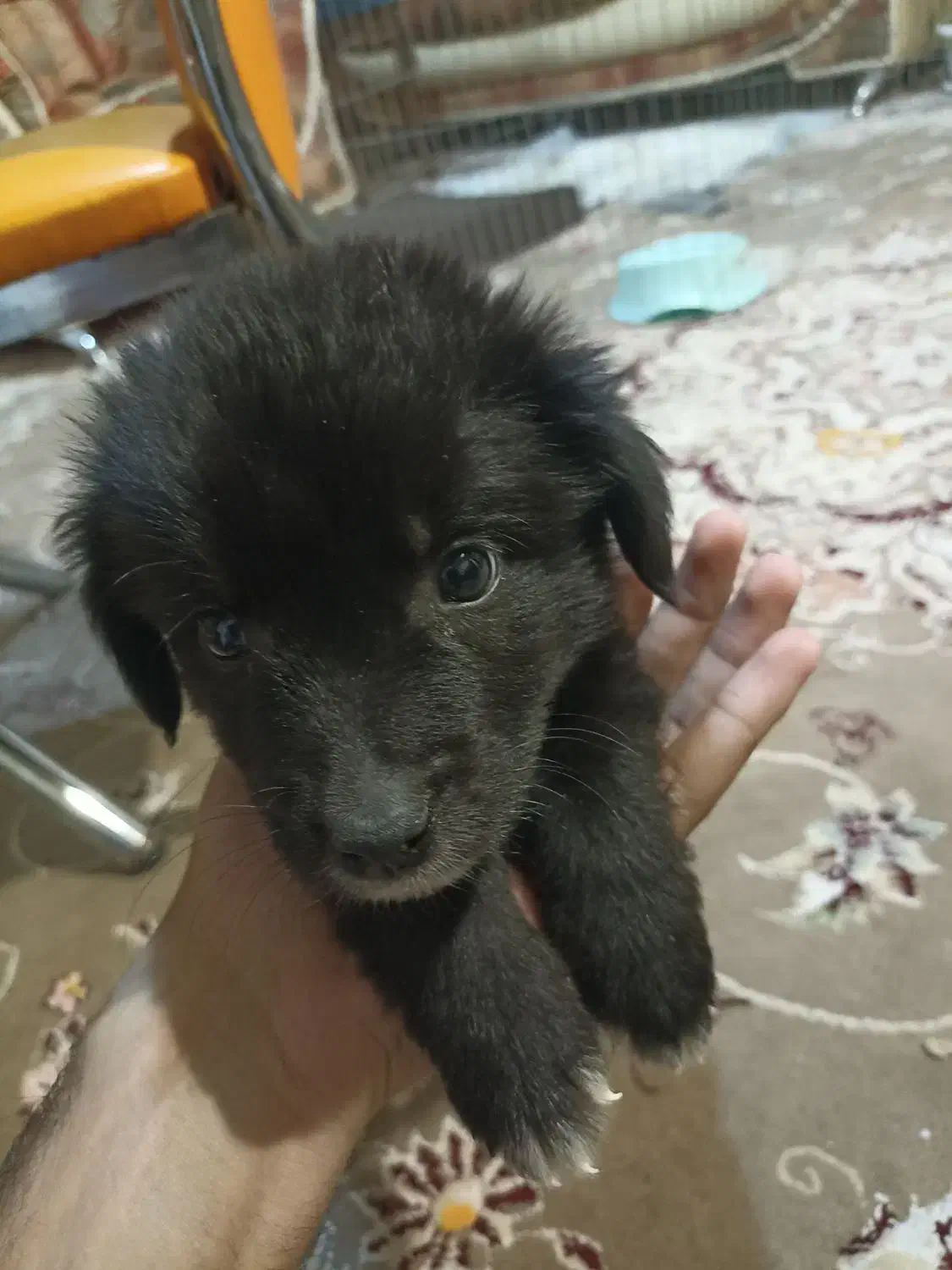 فروش فوری 1 عدد پامر زیر قیمت|سگ|کاشان, فاز ۲ ناجی آباد|دیوار