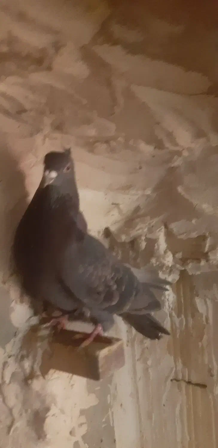 کفتر|پرنده|شیراز, پودنک|دیوار