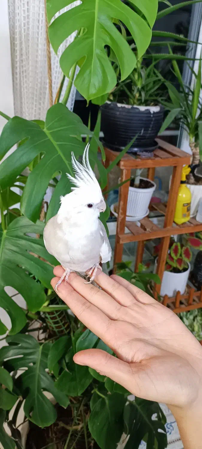 عروس هلندی ماده وفنچ نر|پرنده|طرقبه, |دیوار