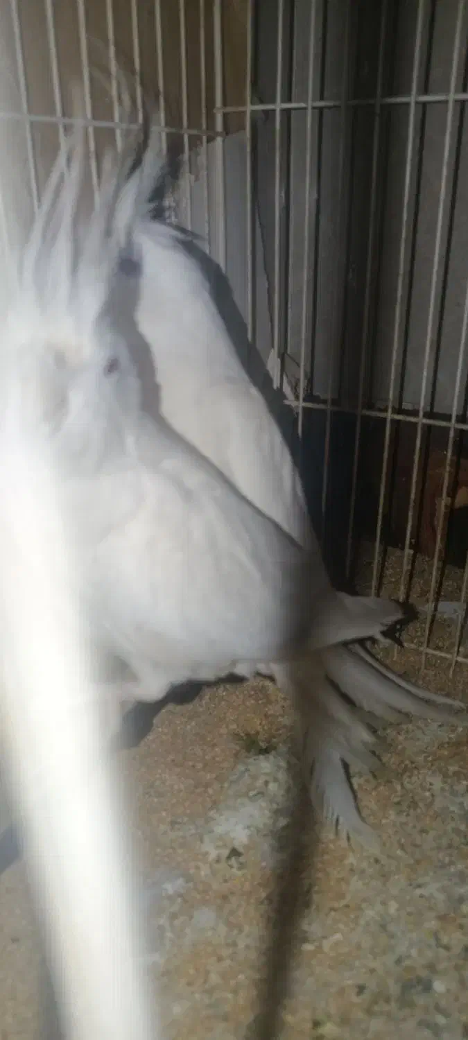 عروس هلندی آلبینو|پرنده|گرگان, |دیوار