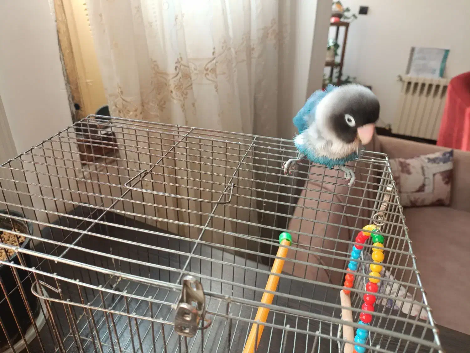 طوطی برزیلی|پرنده|قائمشهر, |دیوار