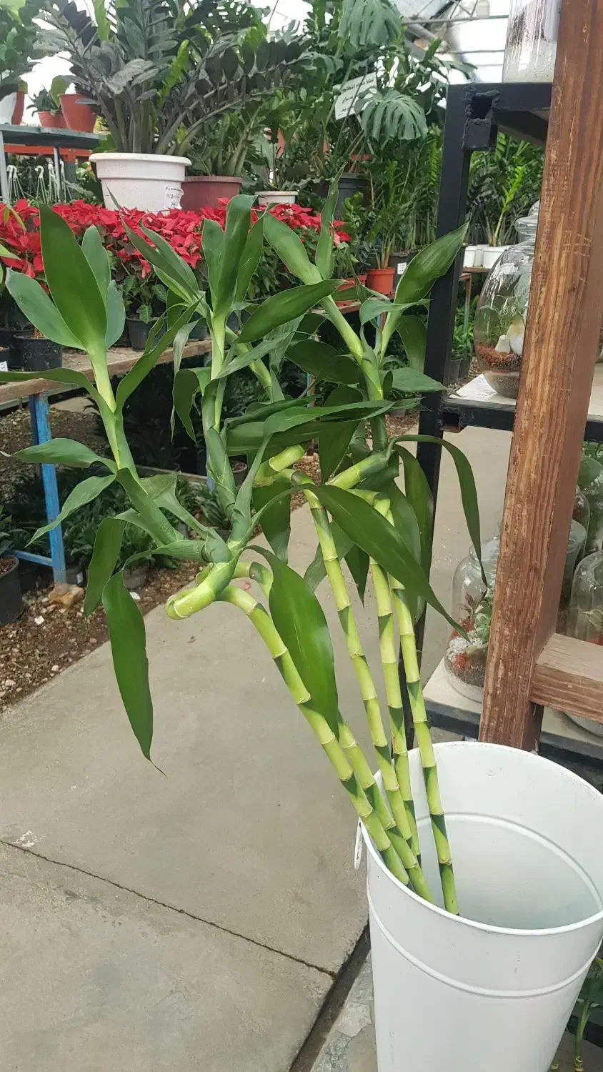 گیاه بامبو|گل و گیاه طبیعی|تهران, عباس‌آباد|دیوار