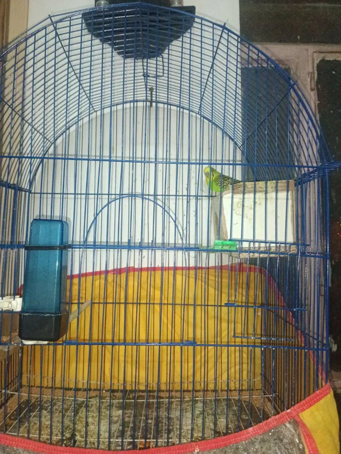 دوجفت مرغ عشق مولد|پرنده|زاهدان, |دیوار