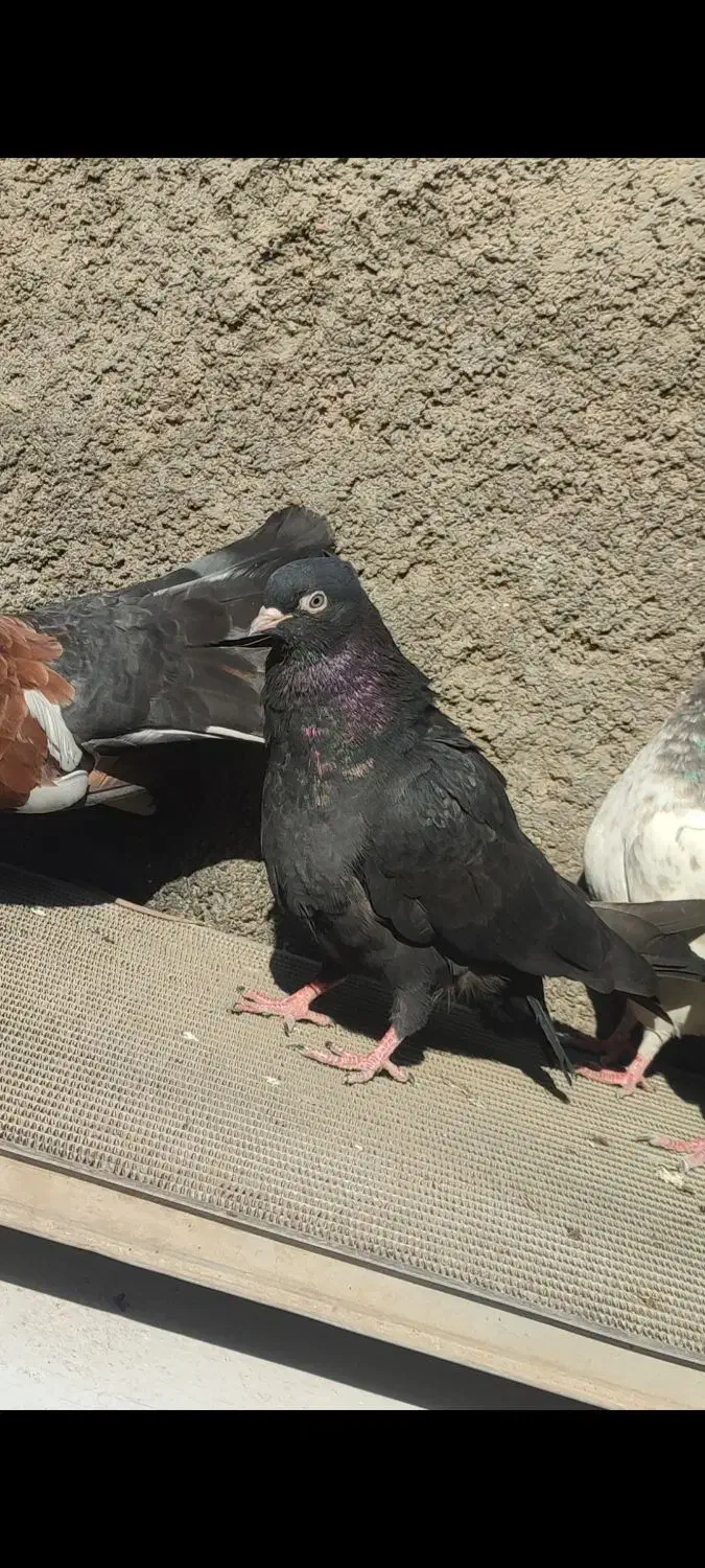 کوی علوی|پرنده|اهواز, کوی علوی|دیوار