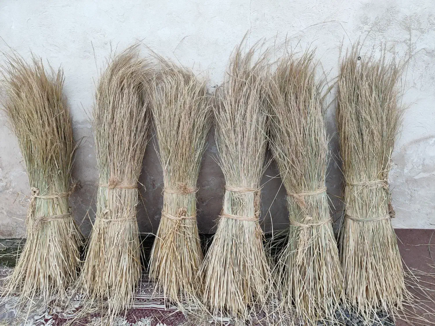 کلوش یا کولوش|عمدهفروشی|سنگر, |دیوار