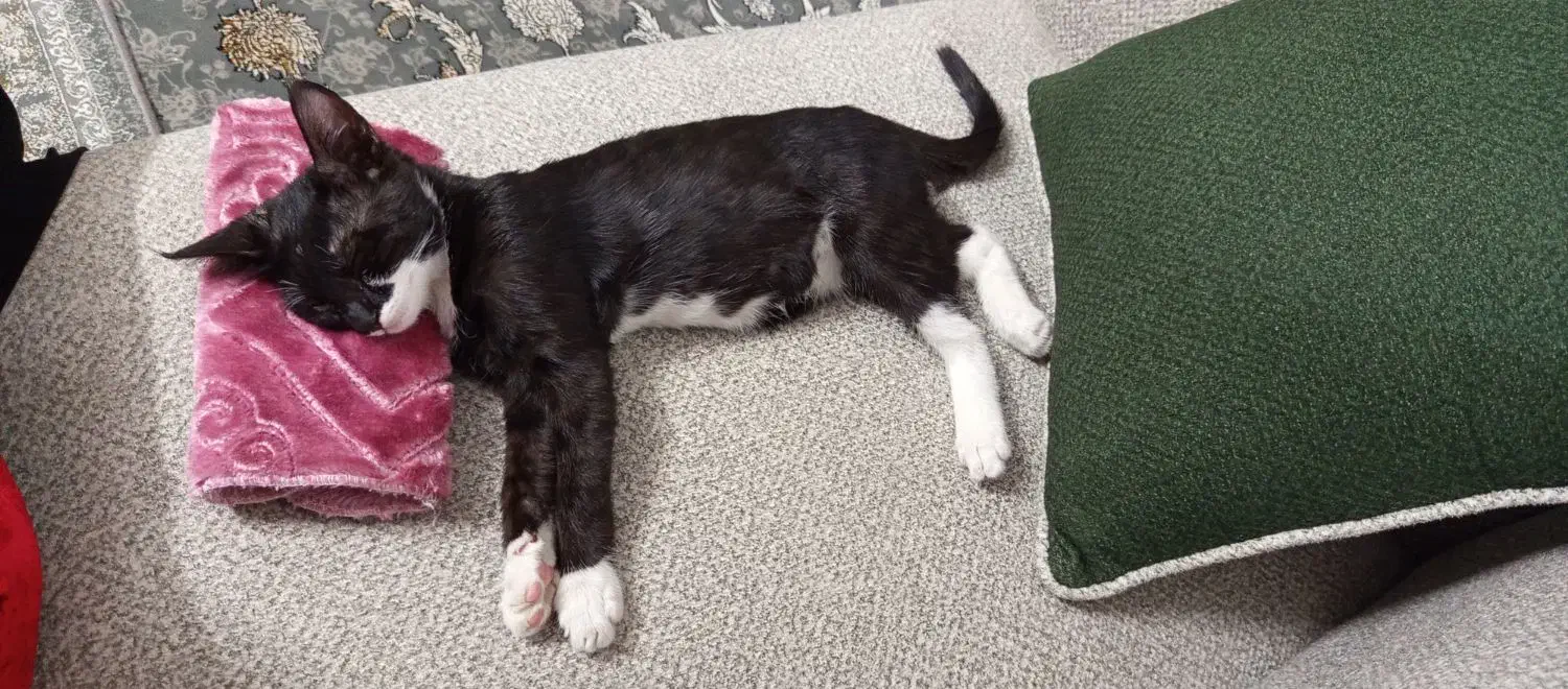 گربه گمشده|حیوانات|مشهد, گلشور|دیوار