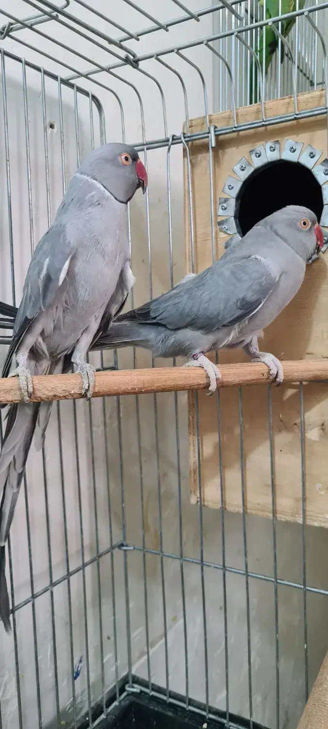 طوطی ملنگو مولد طوسی ، جوجه گرینچیک و عروس|پرنده|بیرجند, |دیوار