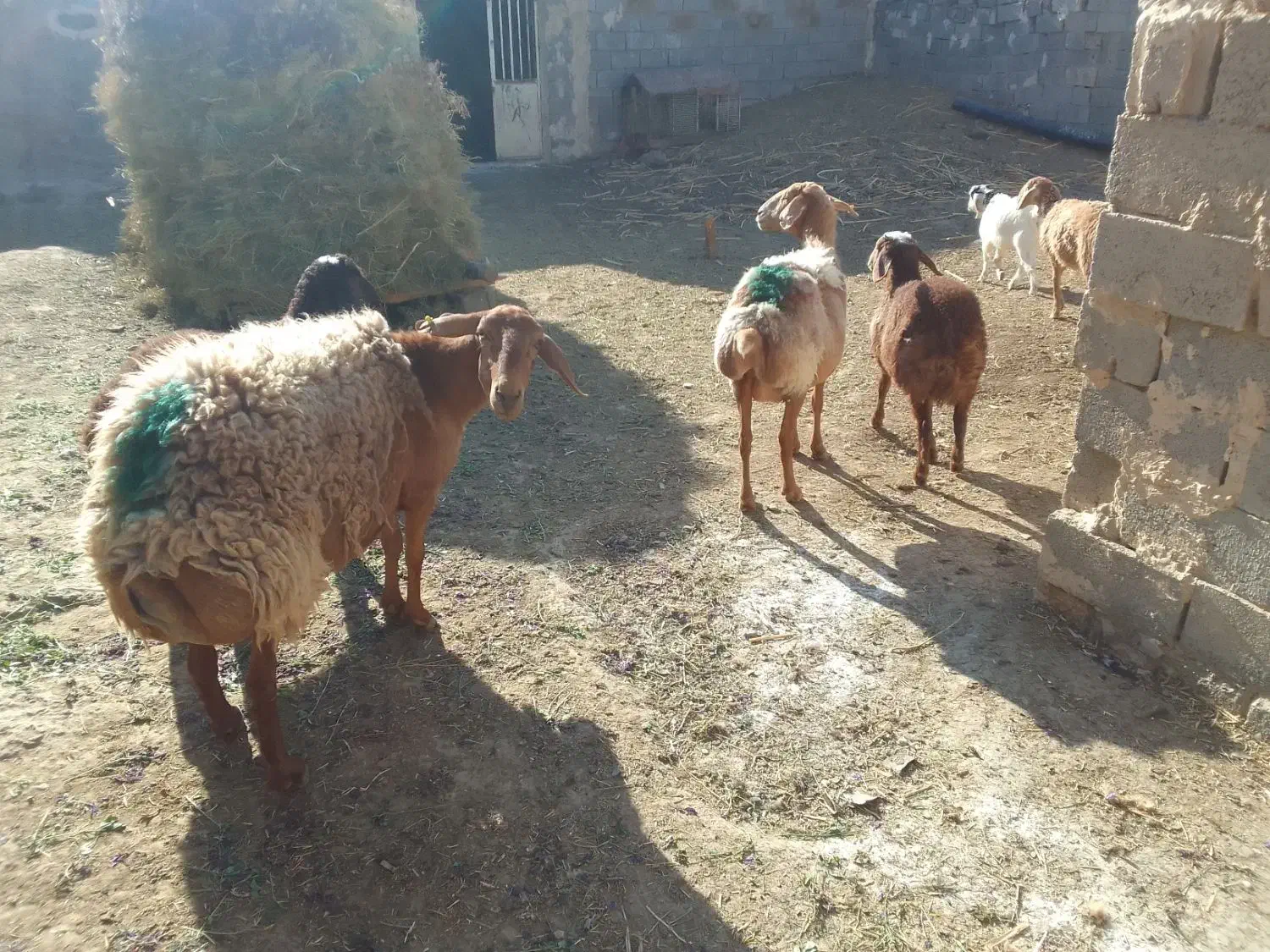 میش زاییده|حیوانات مزرعه|تربت جام, جلگه موسی آباد|دیوار