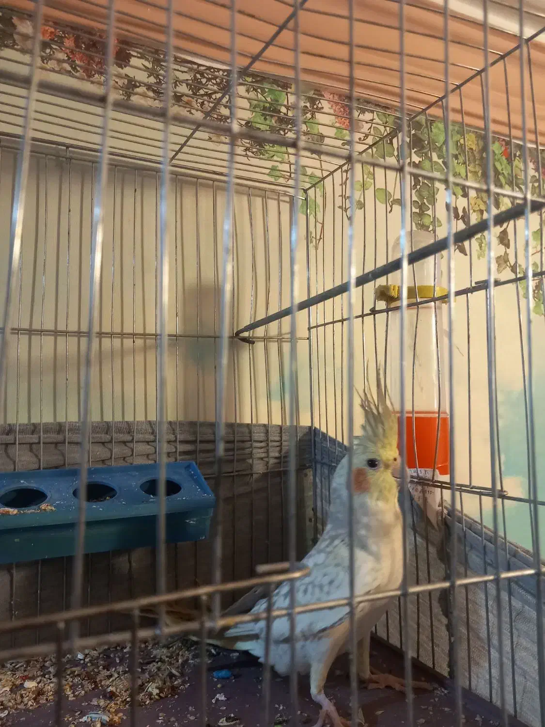 نیستم|پرنده|مبارکه, |دیوار