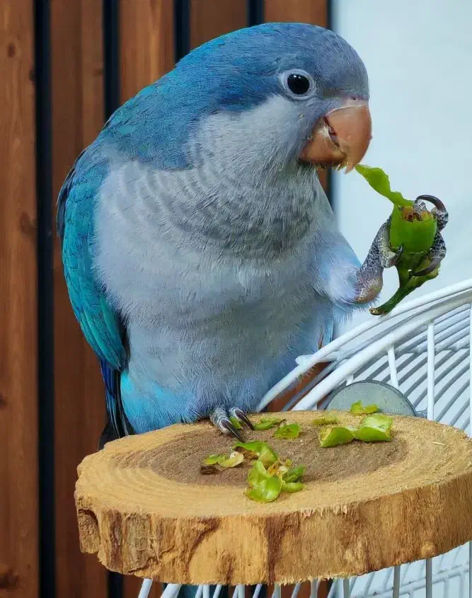 طوطی راهب|پرنده|ری, امین آباد|دیوار