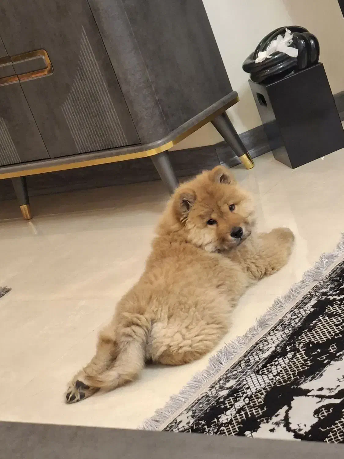 سگ چاوچاو|سگ|تهران, بازار|دیوار