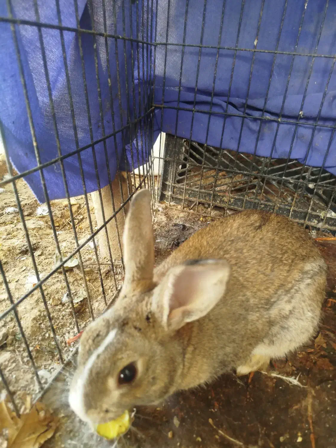 خرگوش|موش و خرگوش|شیراز, میانرود|دیوار