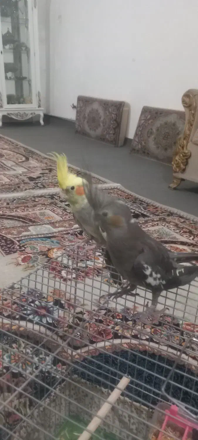 یک جفت عروس هلندی بالق|پرنده|قیدار, |دیوار