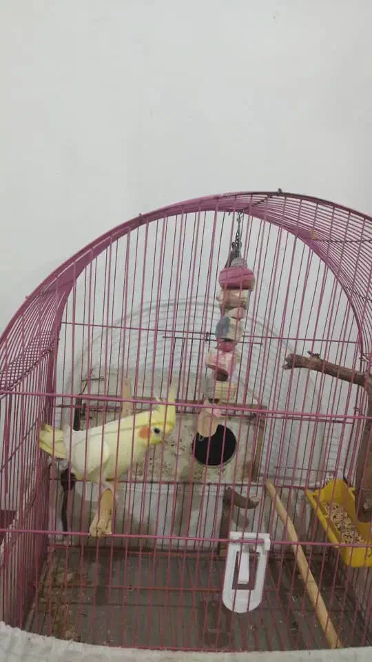 پرنده طوطی|پرنده|اهواز, بهارستان|دیوار