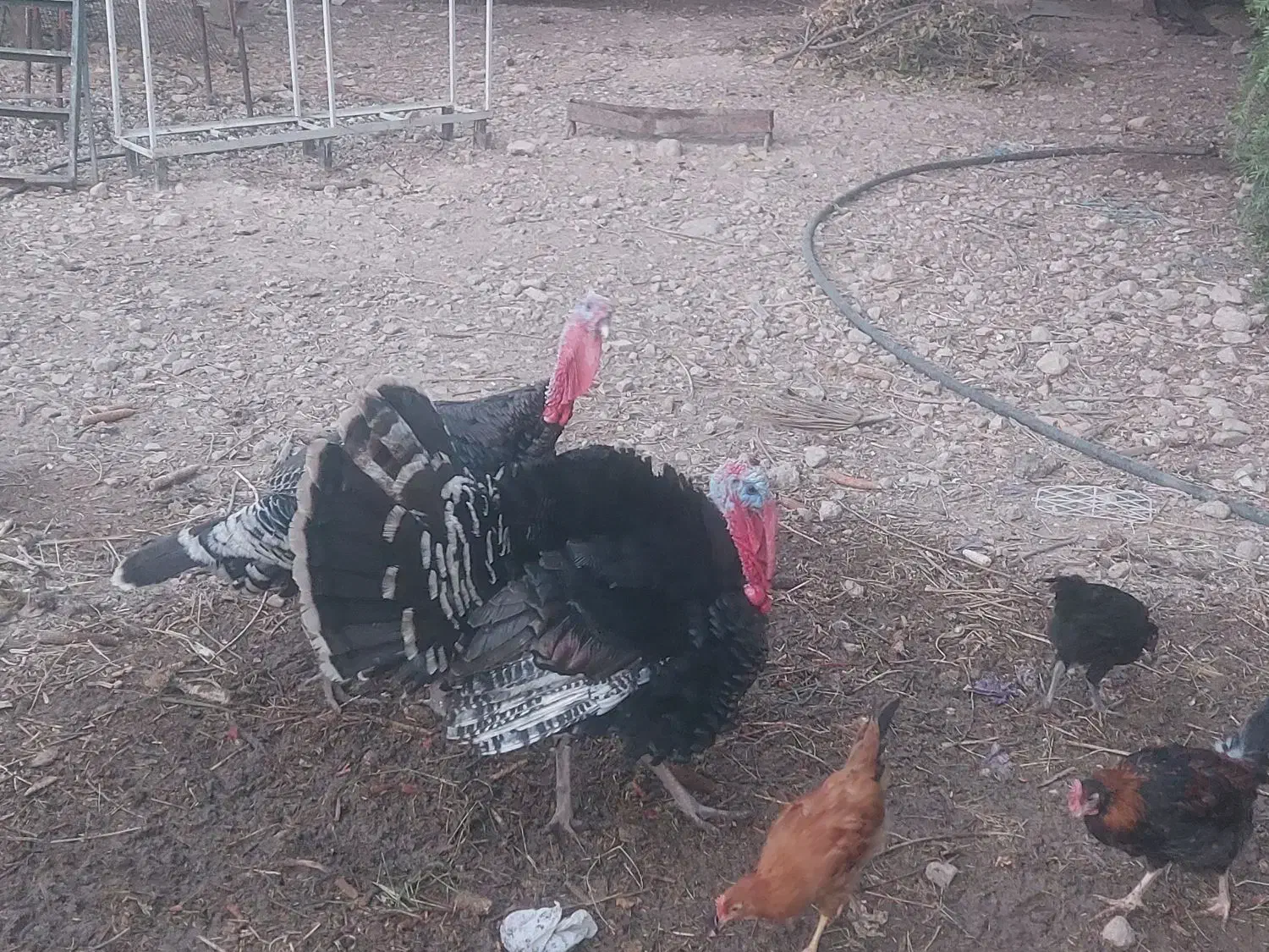 فروش بوقلمون ارگانیک|حیوانات مزرعه|کازرون, |دیوار