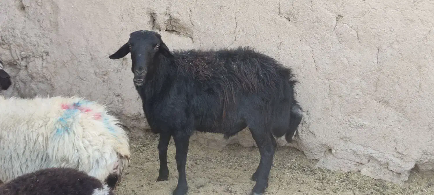 قوچ قره قزل|حیوانات مزرعه|شهرضا, |دیوار