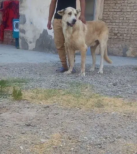 سگ گم شده|سگ|ملکان, |دیوار