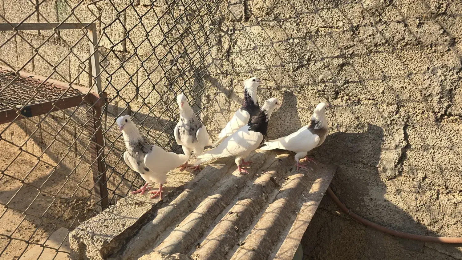 طوقی|پرنده|شبانکاره, |دیوار