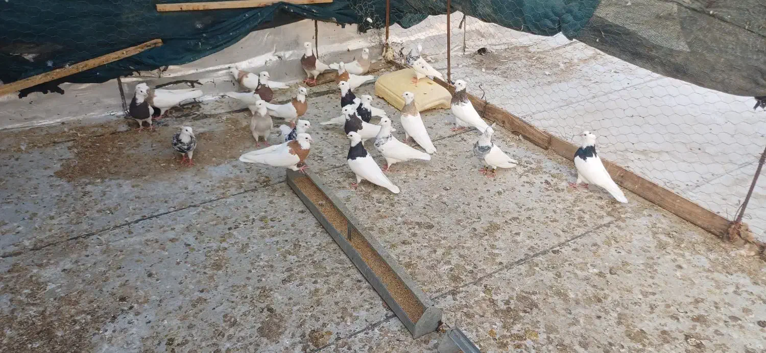 سلام فروش کبوتر طوق عسلویه هستم|پرنده|بندر کنگان, |دیوار