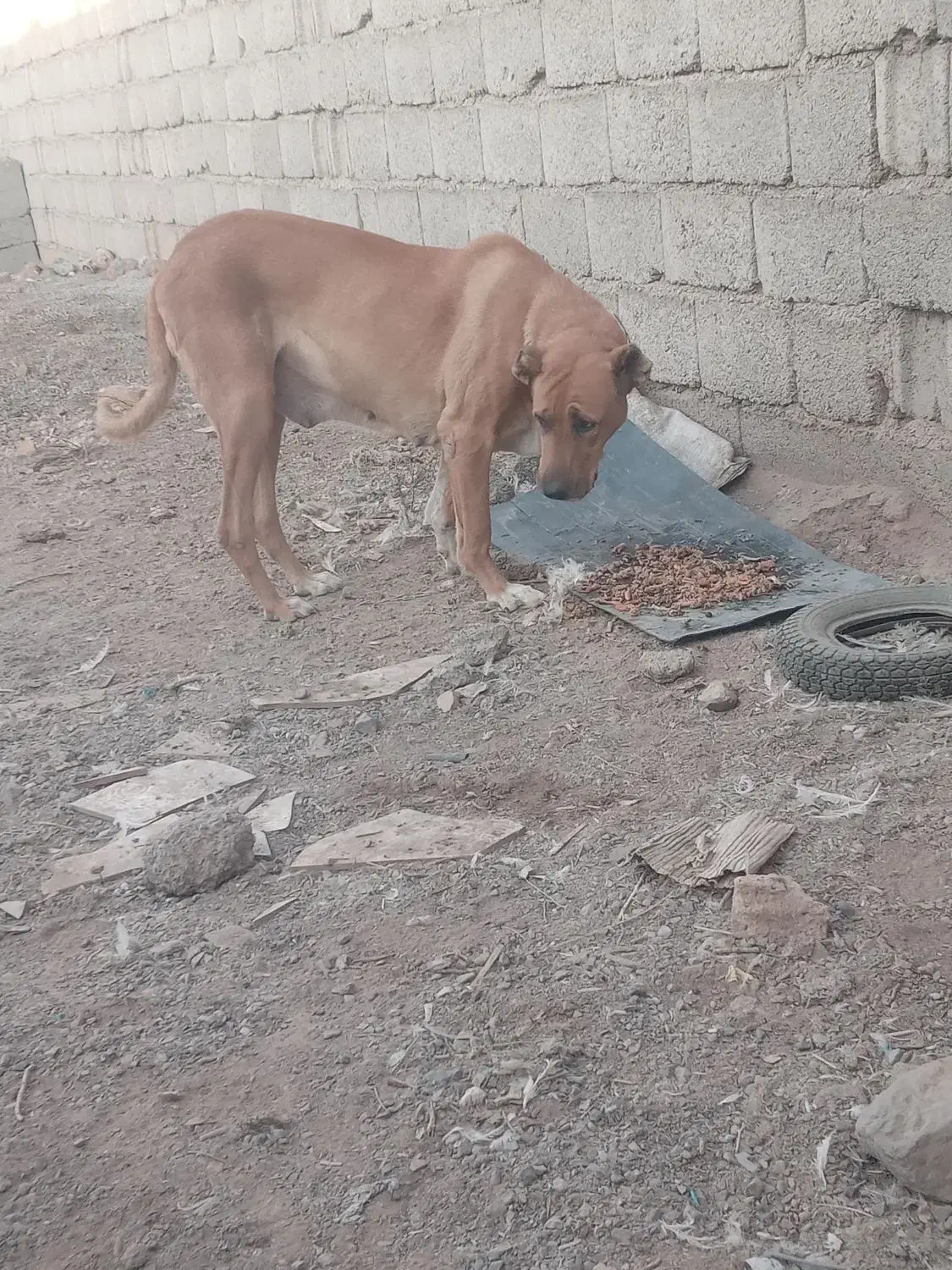 ماده درجه یک|سگ|بردسکن, |دیوار