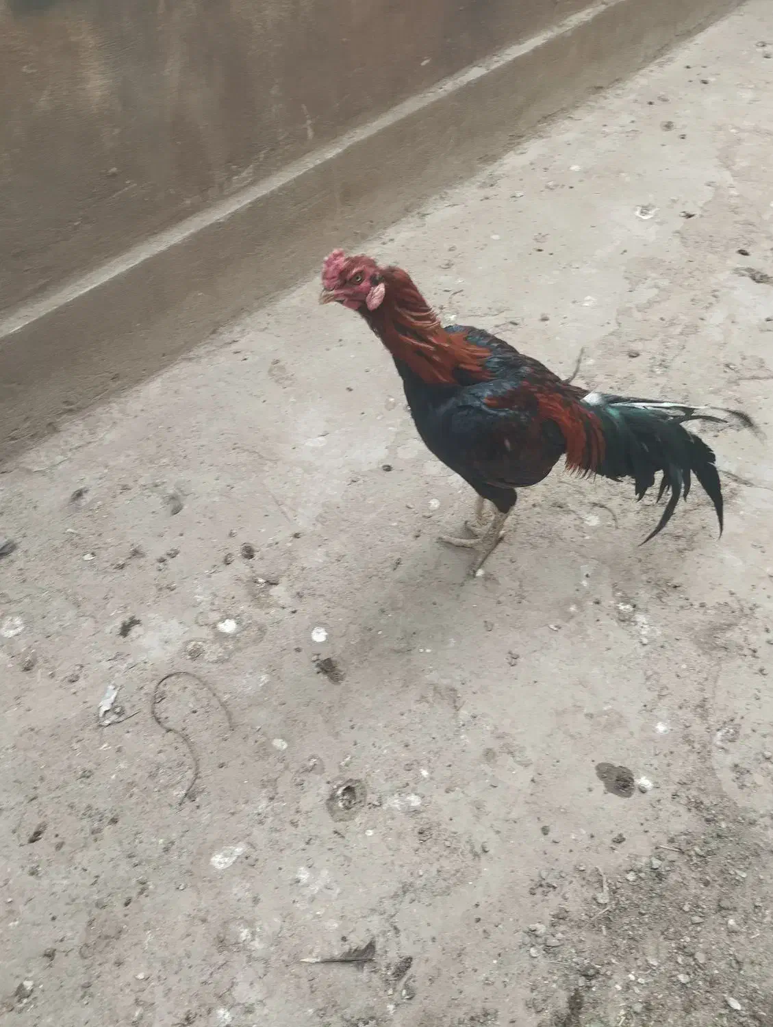 خروس لاری و مرغ لاری|حیوانات مزرعه|ورامین, خیر آباد|دیوار