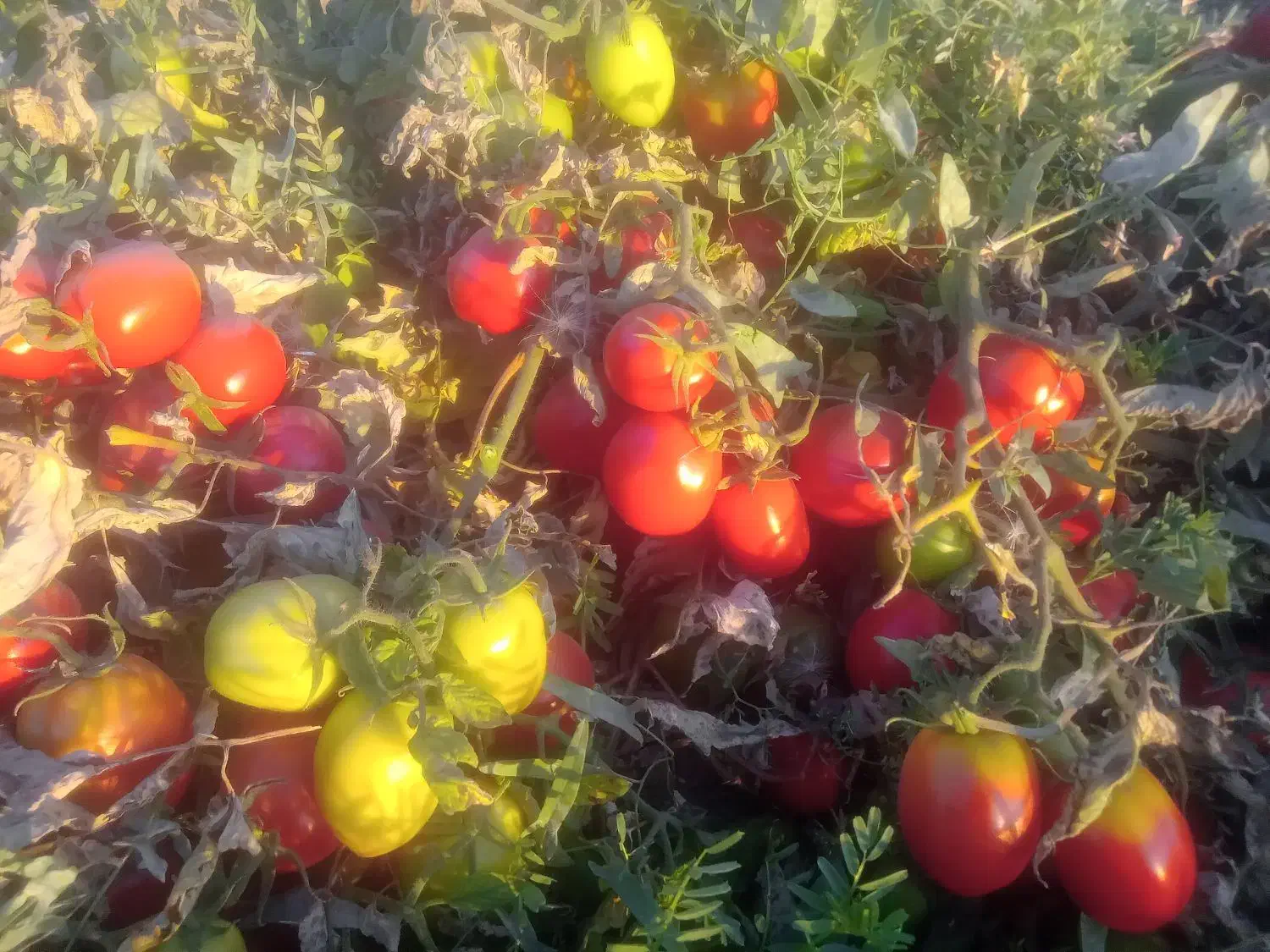 گوجه سسی یا کبابی|خوردنی و آشامیدنی|موچش, |دیوار