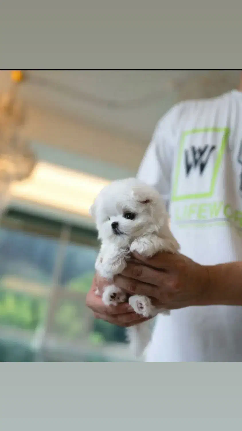 واگذاری نی نی سگ توله|سگ|تهران, صادقیه|دیوار