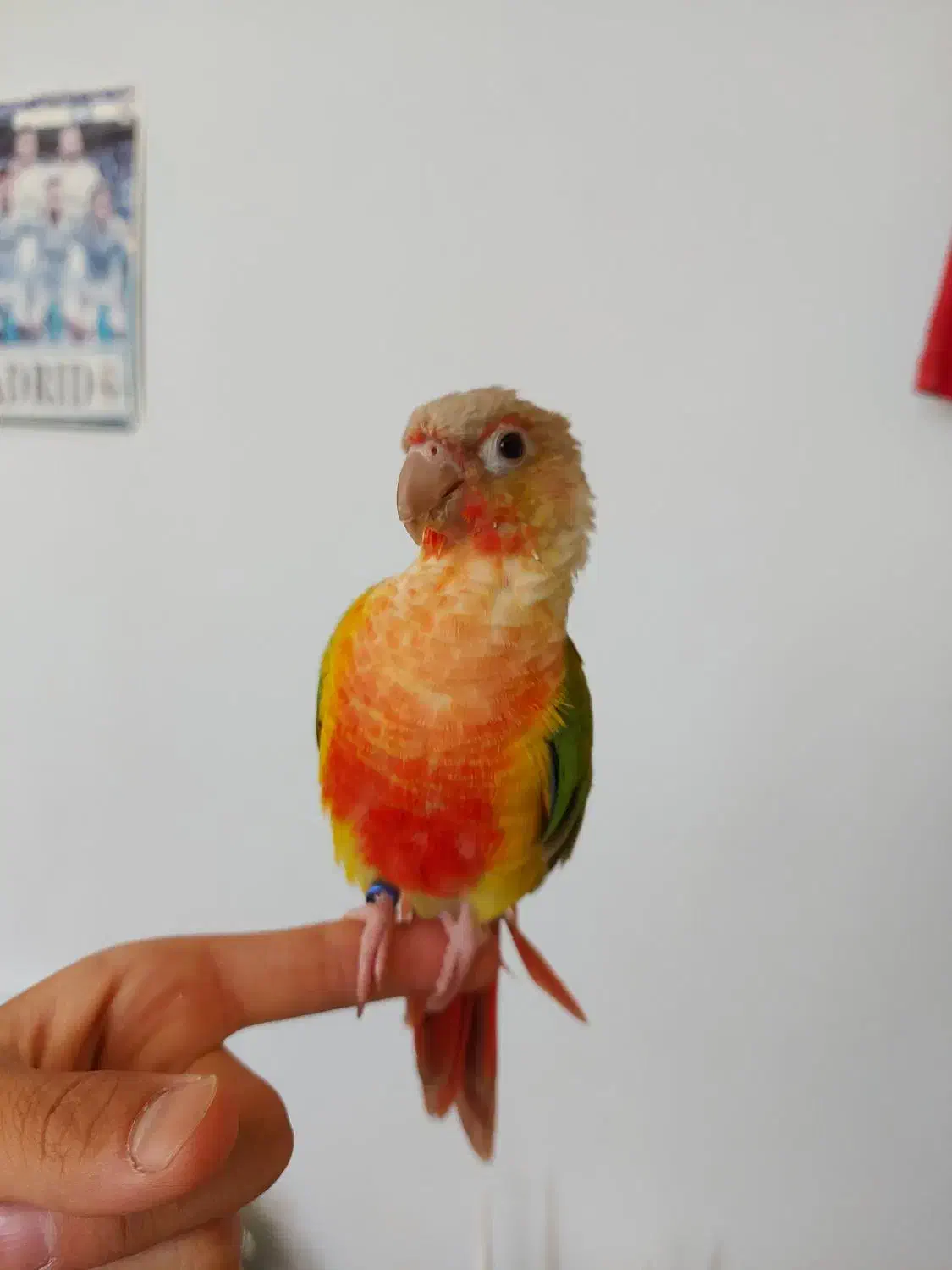 طوطی گرینچیک گمشده|حیوانات|کرمان, |دیوار