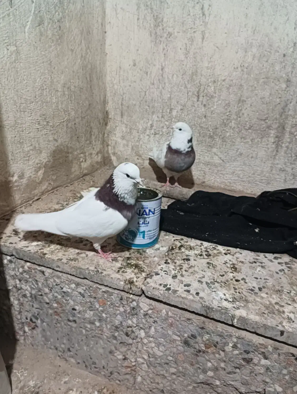 حیون|پرنده|هامون, |دیوار