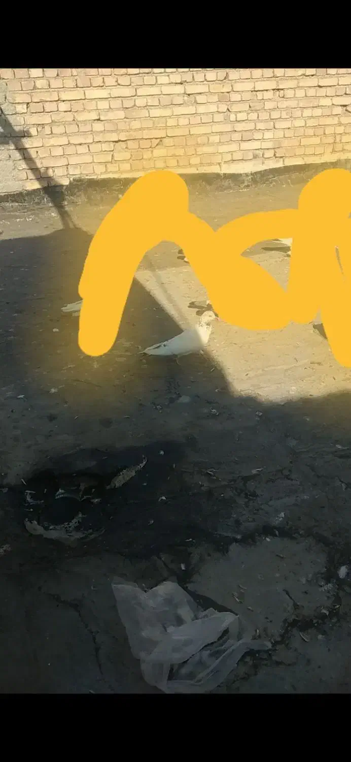 کفتر گمشده خالدار|حیوانات|مرند, |دیوار