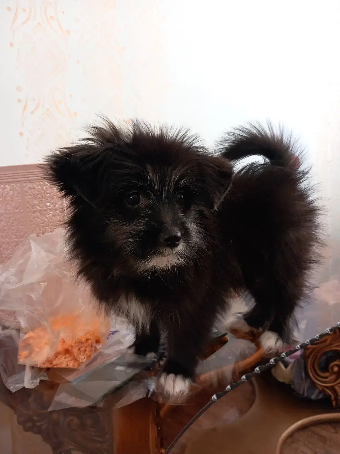 واگذاری هاپو ناز|سگ|گلبهار, شهر جدید گلبهار|دیوار