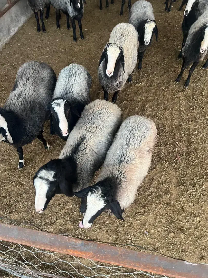 بره شال|حیوانات مزرعه|زرندیه, |دیوار