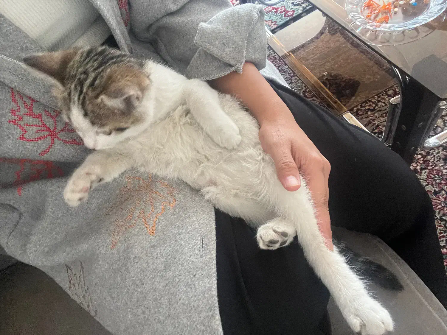 واگذاری رایگان|گربه|کرمان, |دیوار